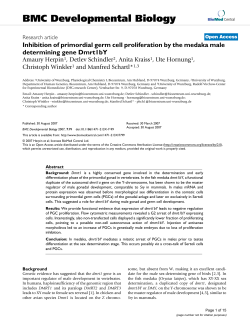 Inhibition of primordial germ cell proliferation by the medaka male