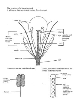 The structure of a flowering plant (Half