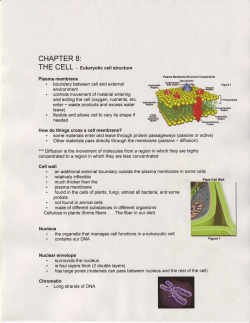 Chapter 8: The Cell:STUDY NOTES FOR MID-YEAR