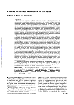 Adenine Nucleotide Metabolism in the Heart