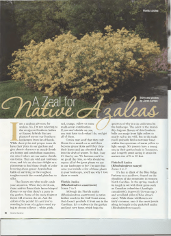 A Zeal for Native Azaleas