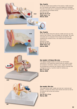 Ear model, life size Ear, 3 parts Ear, 5 parts Ear model, 1.5 times life
