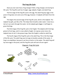 Frog Life Cycle