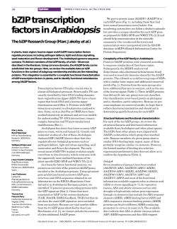 bZIP transcription factors in Arabidopsis