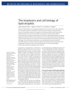 The biophysics and cell biology of lipid droplets