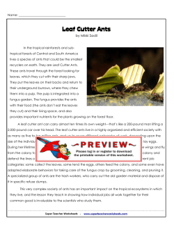 Leaf Cutter Ants - Super Teacher Worksheets