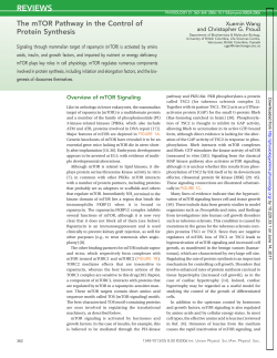 The mTOR Pathway in the Control of Protein Synthesis