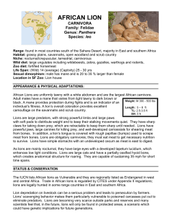 AFRICAN LION