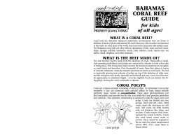 CORAL REEF GUIDE