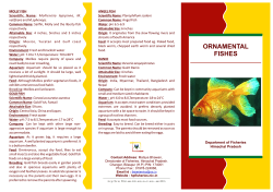 ornamental fishes