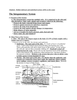 The Integumentary System - Marshall Middle