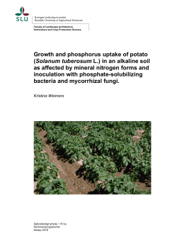 Growth and phosphorus uptake of potato (Solanum - 1
