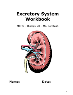 Excretory System Workbook