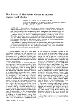 The Action of Mendelian Genes in Human Diploid Cell