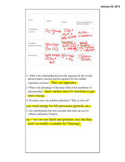 mitochondria? more surface area for reactions to get more energy
