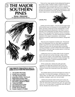 Loblolly Pine