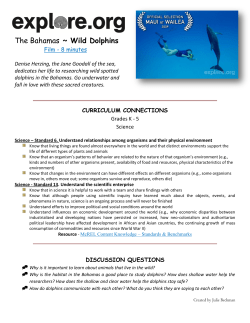 The Bahamas ~ Wild Dolphins