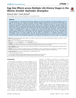 Marine Annelid Hydroides diramphus