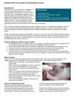 Instructions for caring for orphaned kittens
