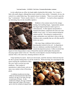 Those Little Stinkers, Stinkhorns