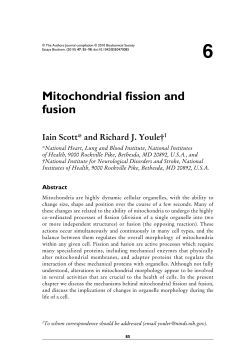 Mitochondrial fission and fusion