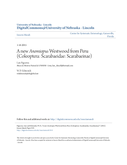 A new Anomiopus Westwood from Peru
