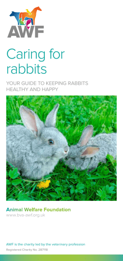 Caring for rabbits - The Animal Welfare Foundation