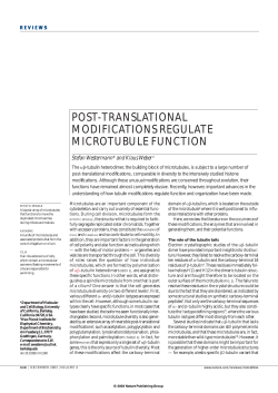 post-translational modifications regulate microtubule function