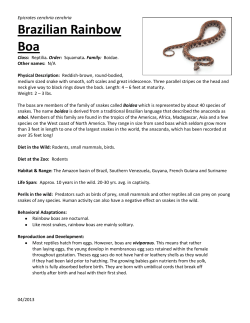 Brazilian Rainbow Boa