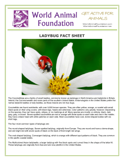 ladybug fact sheet - World Animal Foundation