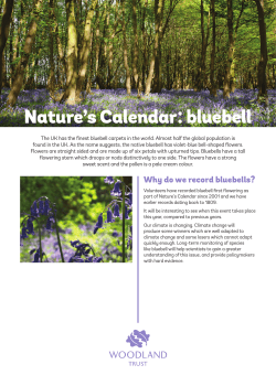 Nature`s Calendar: bluebell