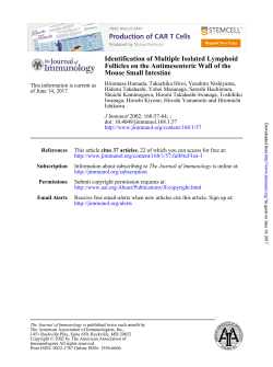 Mouse Small Intestine Follicles on the Antimesenteric Wall of the