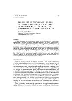 the effect of trifluralin on the ultrastructure of dividing cells of the root
