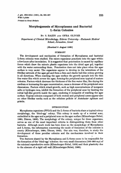 Morphogenesis of Mycoplasma and Bacterial L-form