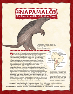The Giant Armadillo of the Gran Chaco