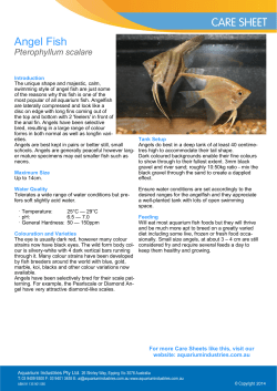 Angel Fish - Aquarium Industries