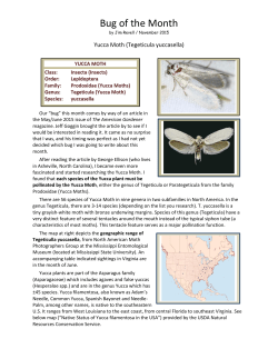 Yucca Moth - Bedford Area Master Gardeners Association