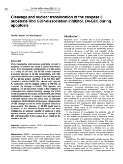 Cleavage and nuclear translocation of the caspase 3