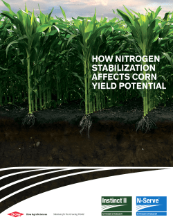 how nitrogen stabilization affects corn yield potential