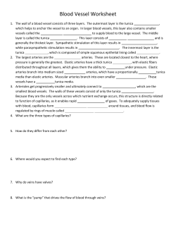 Blood Vessel Worksheet
