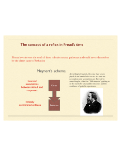The concept of a reflex in Freud`s time Meynert`s schema