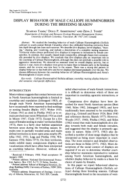 Display Behavior of Male Calliope Hummingbirds During the