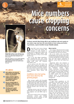 Mice numbers cause cropping concerns