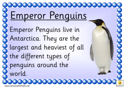 Emperor Penguin Poster fact set