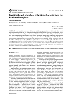 Identification of phosphate-solubilizing bacteria from the bamboo