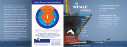 Marine Mammal Viewing Guidelines