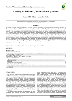 Looking for Saffron`s (Crocus sativus L.) Parents