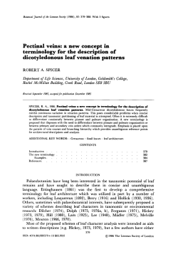 Pectinal veins: a new concept in terminology for