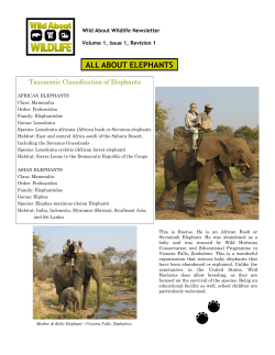 all about elephants - Wild About Wildlife