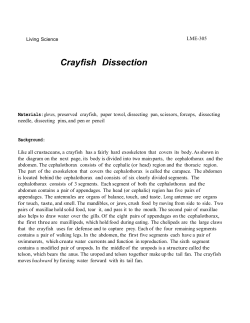 Crayfish Dissection